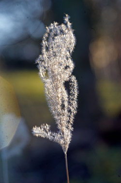 Sigma 150mm f/2.8 EX IF HSM Macro plant shot