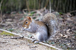 Sigma 150-500mm f/5-6.3 DG OS HSM squirrel