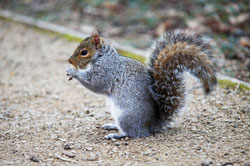 Sigma 100-300mm f/4 EX DG IF HSM second squirrel picture