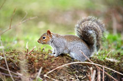 Sigma 100-300mm f/4 EX DG IF HSM squirrel picture