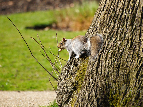 Olympus Zuiko Digital ED 70-300mm f/4.0-5.6 squirrel test shot