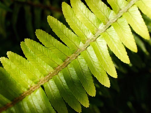 Olympus Zuiko Digital 35mm f/3.5 Macro fern leaf