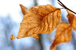 Canon EF-S 60mm f/2.8 macro lens leaf on a tree