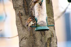 Tokina AT-X 840 AF D 80 - 400mm f/4.5-5.6 Sparrows feeding