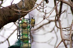 Tokina AT-X 840 AF D 80 - 400mm f/4.5-5.6 Blue Tit feeding