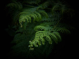 Fern taken using Holga HLW-OP lens