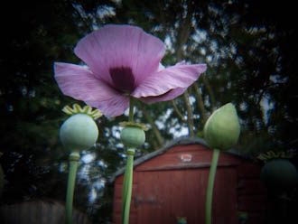 Poppies and shed taken using Holga HLW-OP lens