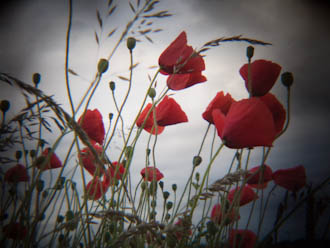Poppies taken using Holga HLW-OP lens