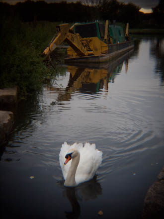 Swan taken using Holga HLW-OP lens
