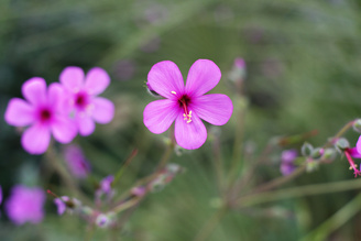 Closest focus is 25cm | 1/100 sec | f/2.8 | 30.0 mm | ISO 200