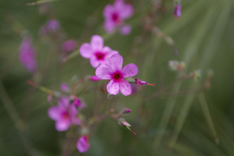 Good sharpness across the frame makes this lens very usable at f/1.4 | 1/320 sec | f/1.4 | 85.0 mm | ISO 100