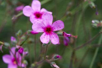 Closest focus is 98cm | 1/100 sec | f/5.6 | 171.0 mm | ISO 400