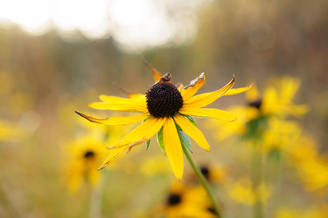 A fast maximum aperture allows backgrounds to be blurred effectively | 1/100 sec | f/2.5 | 35.0 mm | ISO 100