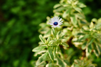 Closest focus is 45cm | 1/640 sec | f/2.8 | 50.0 mm | ISO 200