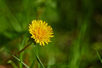 Closest focus is 80cm | 1/1250 sec | f/2.8 | 135.0 mm | ISO 100