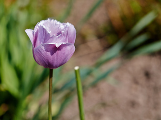 Performance at maximum aperture is impressive in the centre of the frame | 1/1600 sec | f/2.8 | 60.0 mm | ISO 160