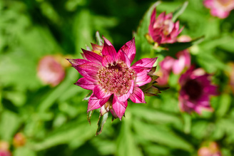 Closest focus is 25cm | 1/125 sec | f/8.0 | 55.0 mm | ISO 100