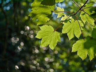 Even at maximum aperture, sharpness is outstanding in the centre of the frame | 1/1600 sec | f/2.8 | 60.0 mm | ISO 160