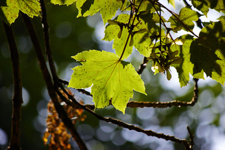 Contrast is occasionally reduced when shooting into the light at the telephoto end of the zoom range | 1/320 sec | f/5.6 | 250.0 mm | ISO 125