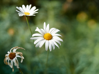 The fast maximum aperture makes it possible to blur backgrounds effectively. At fast apertures the blur has an excellent quality to it | 1/4000 sec | ISO 160