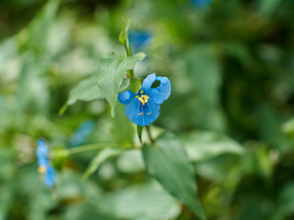 The oddly shaped aperture can lead to busy looking out of focus backgrounds, when stopped down a little | 1/640 sec | f/0 | ISO 160