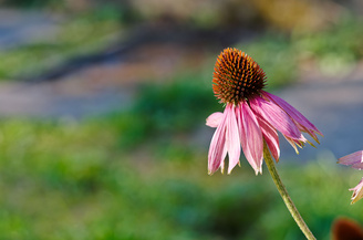 Contrast remains good when shooting into the light | 1/125 sec | f/4.5 | 70.0 mm | ISO 100