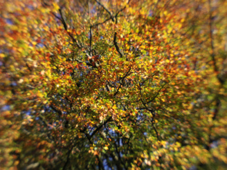 Autumn Tree Colours - Only The Centre Of The Frame Approaches Any Semblance Of Sharpness | 1/160 sec | f/9.0 | 11.5 mm | ISO 200