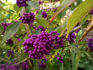 Berries - Close Ups Can Be Acceptably Sharp | 1/50 sec | f/9.0 | 11.5 mm | ISO 200