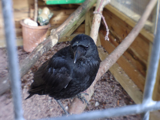 Portrait Of Crow - No Focusing Means Capturing The Moment Is Easy | 1/20 sec | f/9.0 | 11.5 mm | ISO 400