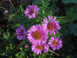 Close Ups Of Flowers Can Have A Pleasing Quality | 1/60 sec | f/9.0 | 11.5 mm | ISO 200