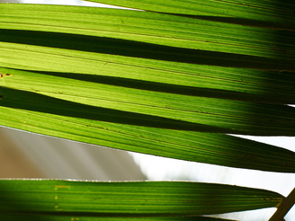 Contrast holds up well when shooting into the light  | 1/800 sec | ISO 160