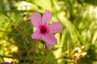 Closest focus is 14cm | 1/50 sec | f/5.6 | 17.0 mm | ISO 100