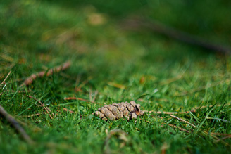 Out of focus areas can look busy at close focus distances, but are smoother when focused to a distance over a metre | 1/3800 sec | f/1.2 | 56.0 mm | ISO 200