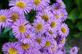 Closest focus is 34cm with macro mode enabled on the camera body | 1/70 sec | f/4.0 | 27.0 mm | ISO 200